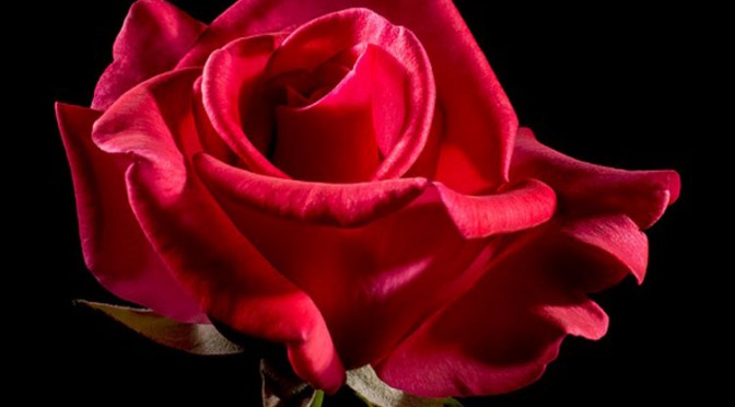 O significado da Cerimónia das Rosas